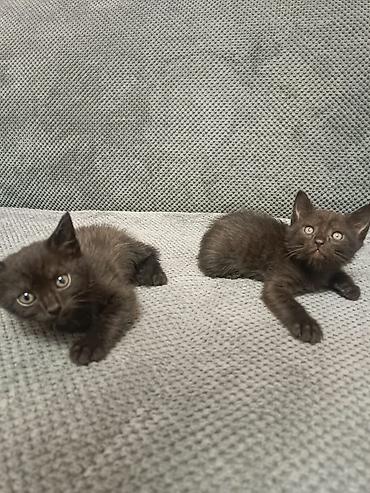котята черные: Очаровательные котята черного окраса.Мальчик и девочка. - Возраст — 1