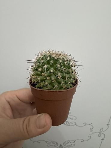 Замиокулькас (Долларовое дерево): Комнатные растения в горшках (на выбор): 1) Замиокулькас (Zamioculcas — 10