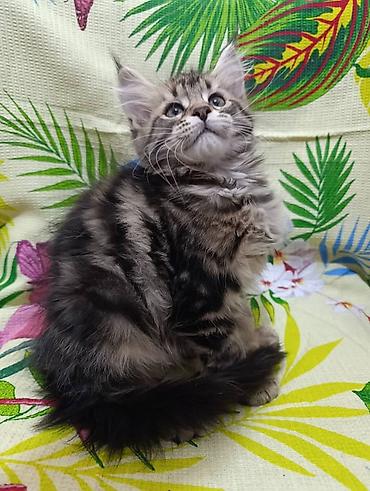 Животные: Мейн-Куны🥰. Предлагаются Шикарные котики от элитных, титулованных — 3