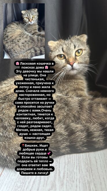 отдам машину в хорошие руки бесплатно: Кошка даром: Британская короткошёрстная, 8 месяцев, Девочка, Метис, Приучена к лотку