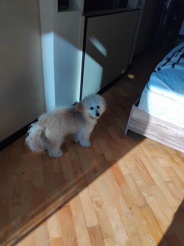 İtlər: Pudel — 9