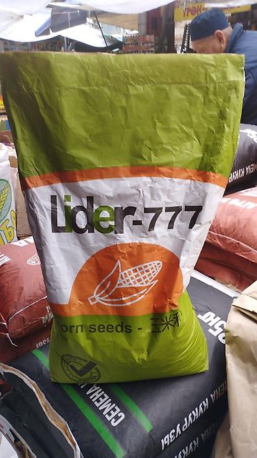 Кукуруза: ЭЛИТА жугору урондор местный Ала Тоо, Манас, Чуй 62 ж.б. гибрид жугору — 17