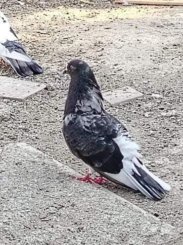 Akvarium aksessuar və ləvazimatları: Salam bele agquyruq satilir temiz deyil 2 3tuk qarasi var qizgin