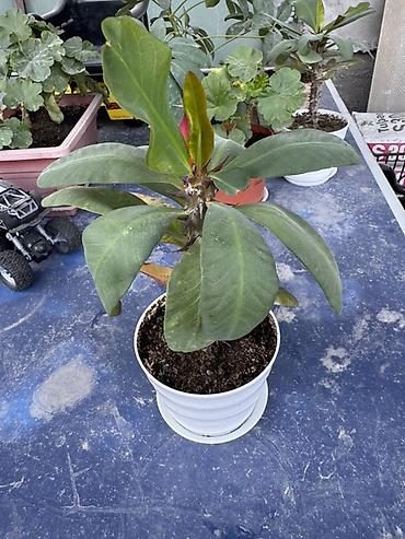прокол земли: Комнатные растения в горшках 1) Спатифиллум (Spathiphyllum) в — 5
