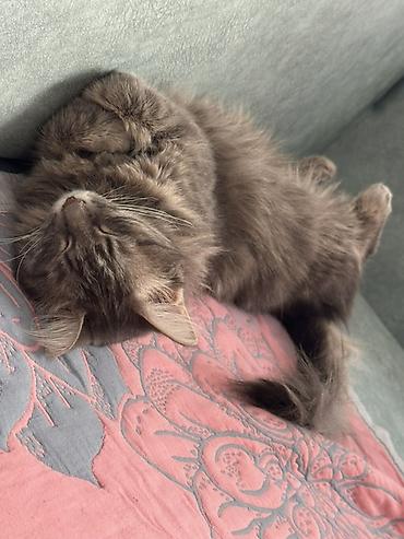куда можно сдать кошку: Девочка, Приучена к лотку — 7