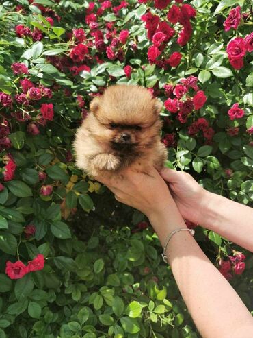 Psi: Oduševićemo vaša srca predivnim Pomerancima iz našeg pažljivo — 18