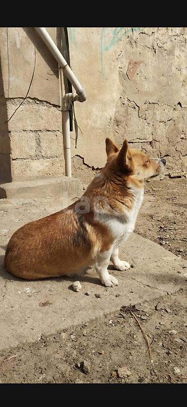 taksa it: Korgi, Dişi — 1