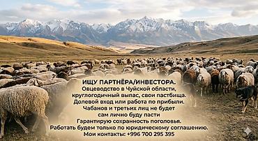 электрик экскаватор: Ищу партнера-инвестора для совместного разведения овец в Чуйской — 2