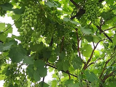 Продажа дач: Продаётся дачный участок/садовый надел с насаждениями. Основные — 8