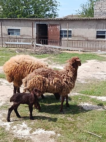balın kilosu: Qurbanlıq qoç ana bala qoyun maştağada — 4