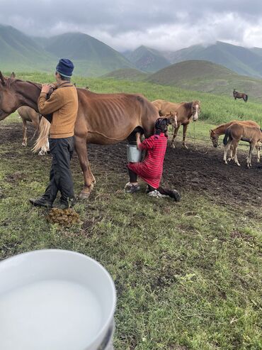 Молочные продукты и яйца: Кымыз кобылие молоко саамал сатылат