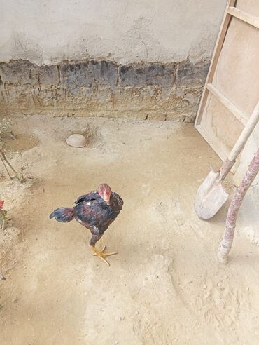 Xoruzlar: Xoruz, Heyratı, il: 1, Ödənişli çatdırılma — 14