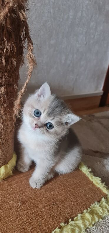 pişik sahiblənmə: Şinşilla, Dişi, Erkək