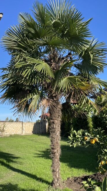 вешалка для одежды стоячая: İkisi biryerdə 90 azn lalafo.az -da вешалка для одежды стоячая: İkisi biryerdə 90 azn