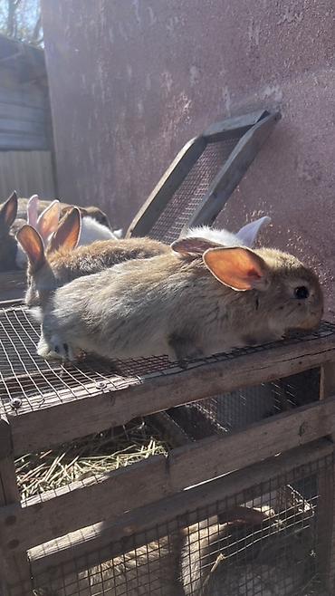 кролики сокулук: Сатам | Коёндун бөжөктөрү | Көбөйтүү үчүн — 4