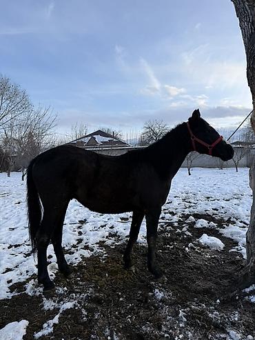 Лошади, кони: Продаю | Жеребец, Жеребенок | Рабочий — 15