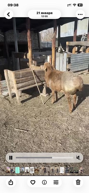 Баран, овца: Продаю | Баран (самец) | Арашан — 3