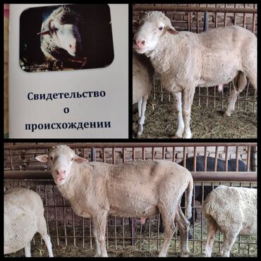резиновые маты для крс цена в бишкеке: Сатам | Кочкор (эркек) | Меринос | Көбөйтүү үчүн | Асыл тукумдуу