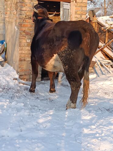 купить корову швицкой породы: Продаю | Корова (самка) | Алатауская | Для разведения, Для молока | Племенные, Стельные