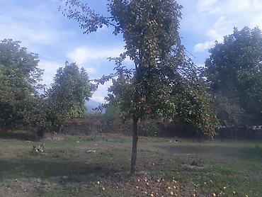 Torpaq sahələrinin satışı: 40 sot, Tikinti, Mülkiyyətçi, Kupça (Çıxarış) — 19