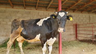солнышко кара ой: Продаю | Корова (самка) | Голштин | Для молока | Искусственник