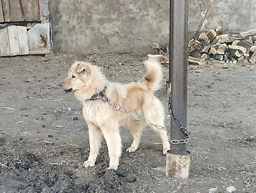 heyvanlara verilen adlar: Qoruyucu it – uzun tüklü, orta ölçülü, qızılı-krem rəngdə - — 1