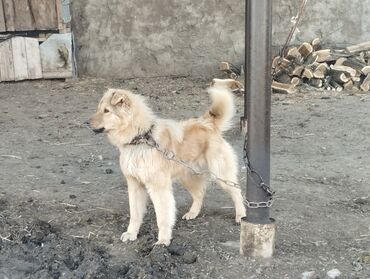 etibarli ellere verilen itler: Qafqaz çoban iti, 8 ay, Erkek, Peyvəndli, Ödənişli çatdırılma