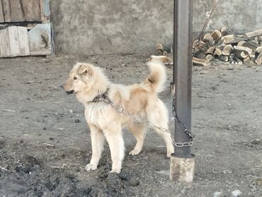İtlər: Kanqal, 1 il, Erkek, Peyvəndli, Ünvandan götürmə lalafo.az -da İtlər: Kanqal, 1 il, Erkek, Peyvəndli, Ünvandan götürmə