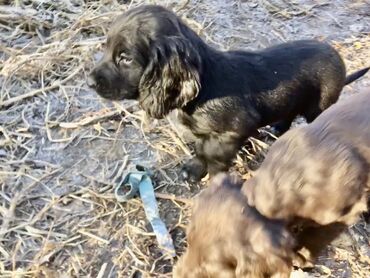 Продажа собак: Спаниель, 3 месяца, Самка, С прививкой — 3