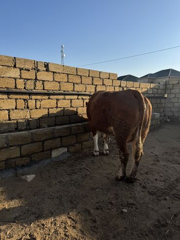 etlik dana: Dişi, Simental, il: 1, Damazlıq, Südlük, Ətlik