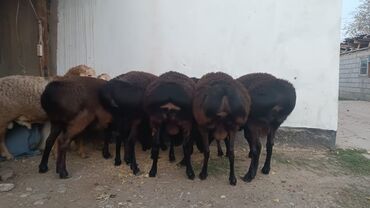 Бараны, овцы: Продаю | Баран (самец) | Эдильбаевская | Для разведения | Племенные — 7