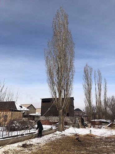 тополь куплю: Пилю деревья тополя бактарды кесем, Бишкек и окрестности цена от — 6