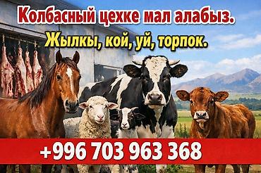 ферма купить: Частное лицо | На забой, на мясо — 2