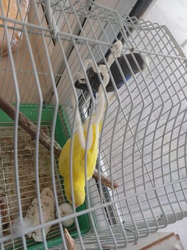 Gəmiricilər: Erkek ve disi papuqaylar disi yumurtayir qefesleri ile birlikde