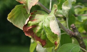 Другие услуги: Садовник! Готовим Сад к Зиме! Обработка Сада! Осенняя обрезка и — 6