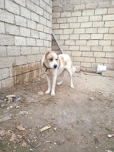 İtlər: Qurdbasar — 3