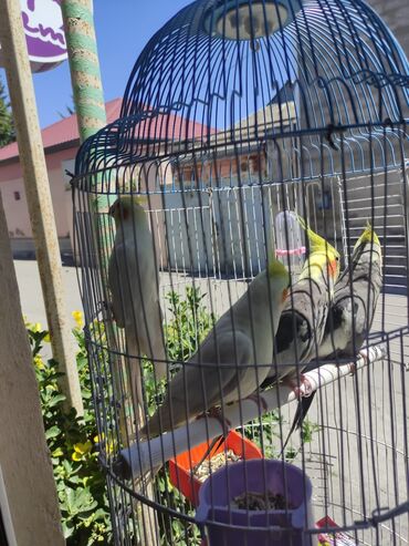 Tutuquşları: Korella Karella tutuqusu papuqay sevgi quşu nerazlucnik valnist 14 — 29