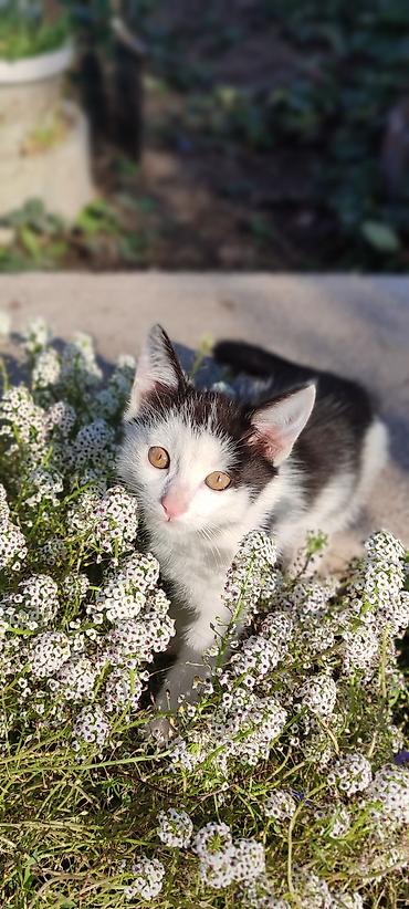 бесплатный котёнок: Кошка даром: Беспородная, 2 месяца, Мальчик, Приучена к лотку, Проглистована — 7