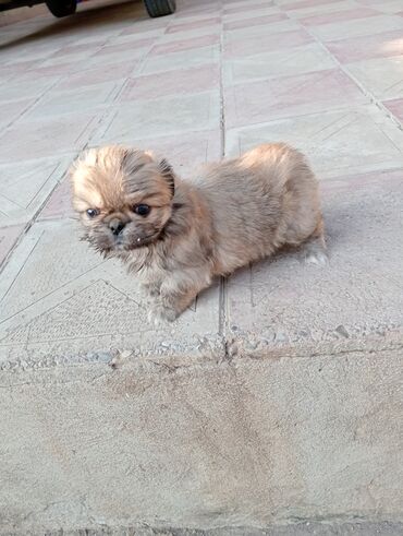 İtlər: Pekines — 2