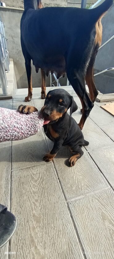 İtlər: Doberman, 2 ay, Dişi, Sənədli, Ünvandan götürmə
