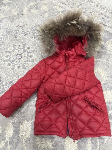 скоттиш фолд шотландская вислоухая кошка: Отдам даром
Куртка для девочки 
Размер 104