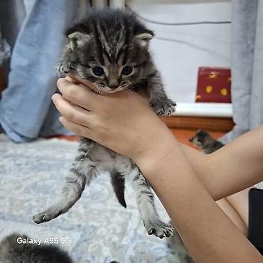 сливы пантеры из коттеджа: Котята тигрового окраса - Порода: домашние короткошёрстные (табби). - — 3