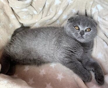 Pişiklər: Şotland yastı qulaq, Erkək, Dişi, Ödənişli çatdırılma, Ünvandan götürmə -da lalafo.az — 10 Pişiklər: Şotland yastı qulaq, Erkək, Dişi, Ödənişli çatdırılma, Ünvandan götürmə — 10