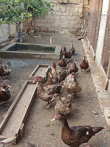 hind qusu daqestan sortu: Krasnadar Lal ördəklər satilir təmiz sortdur qiymət öldürməyə calisma — 8
