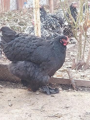 Куры, петухи: Продаю | Куры | Брама | Для разведения at lalafo.kg — 9 Куры, петухи: Продаю | Куры | Брама | Для разведения — 9