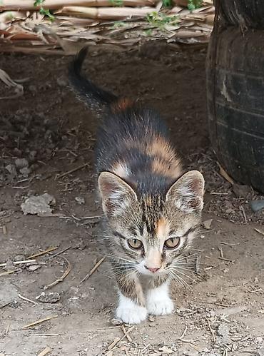 Отдам даром кошку: Котята - Возраст: примерно 2 месяца (родились 15 апреля). - Окрас: - at lalafo.kg — 6 Отдам даром кошку: Котята - Возраст: примерно 2 месяца (родились 15 апреля). - Окрас: - — 6