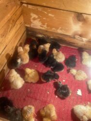 той ырлары попурри: AVSTROLOP, ATAKS və XARKOV CÜCƏLƏR SATILIR.UNVAN MAŞTAĞA!