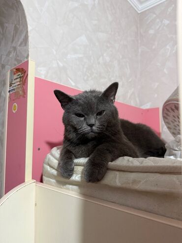 pişik aliram: Britan, Erkək, Yaxşı əllərə, Ünvandan götürmə