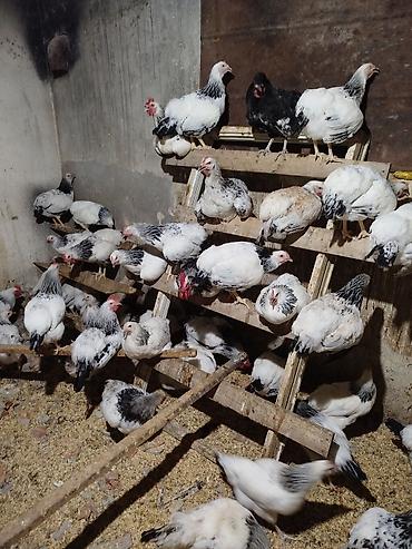 etlik cuceler: 5 aylıq xoruzlar var ancaq xoruzlar satişda di çox götüren olsa — 2