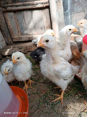 Cücələr: Toyuq cücələri, Ətlik, Ünvandan götürmə — 1